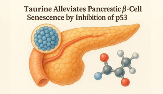 Can a Common Nutrient Help Fight Diabetes at the Cellular Level?