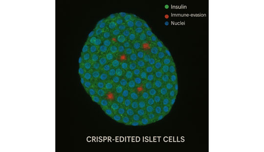 CRISPR-Engineered Islet Cells Evade